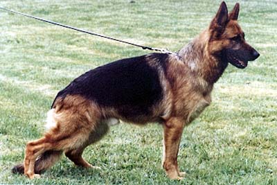 VA (USA) Sharan vom Gamsetal