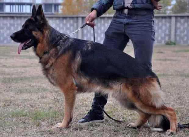 Djambo v.d. Alexander