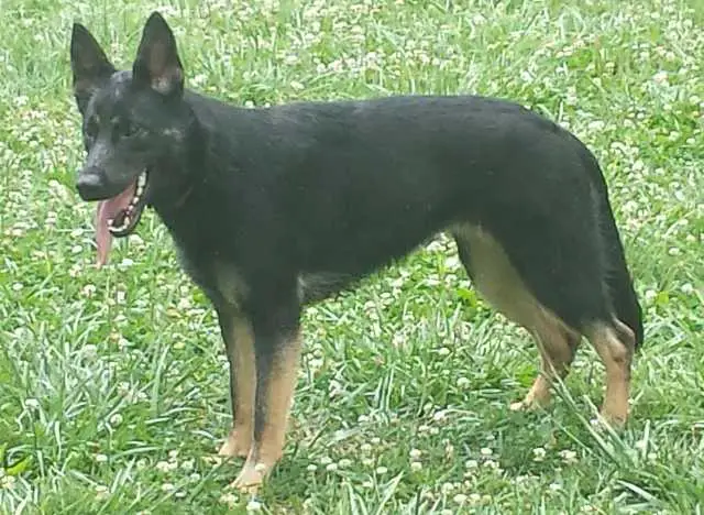 Idesta zu Treuen Händen