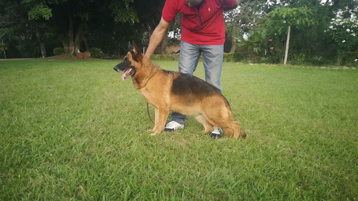 SG1 (BOL) (12 -18 months) Quira Von Haus Nico