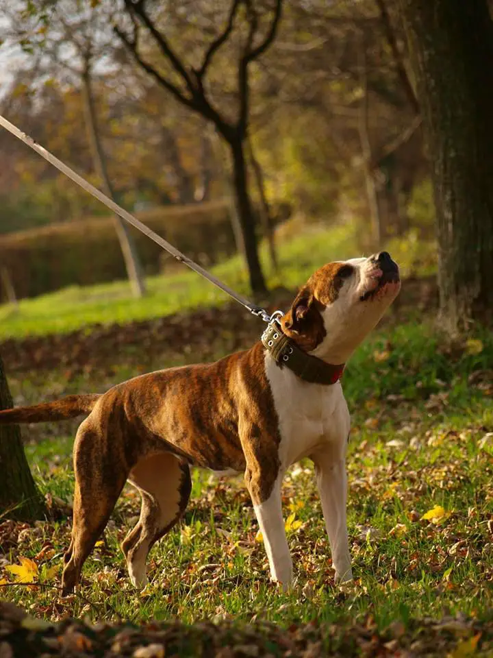 Butcher's dog Revenge of Otac