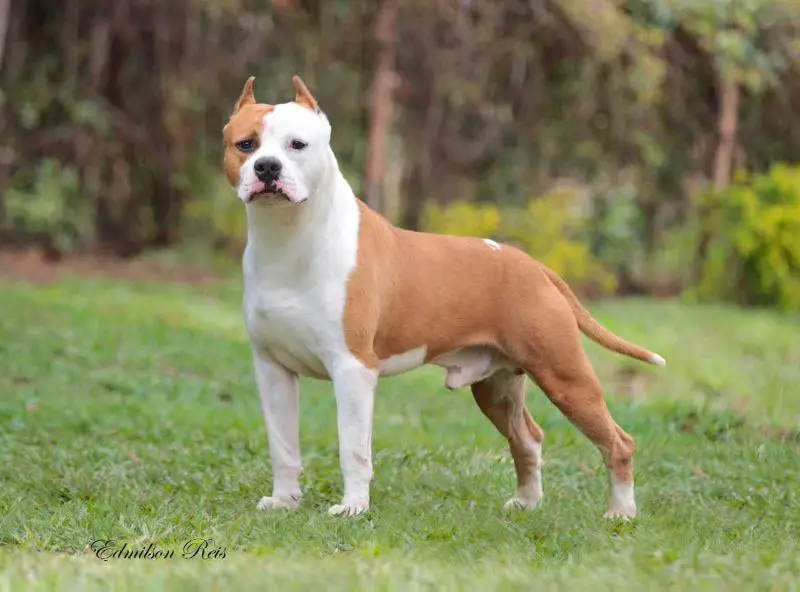 J CH Brazilian Black Belt Hooligan