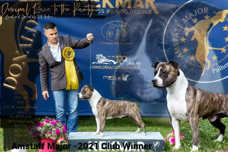 A.K.C INT CH,Winner Amstaff Major-21 Ducipal Race to the Party