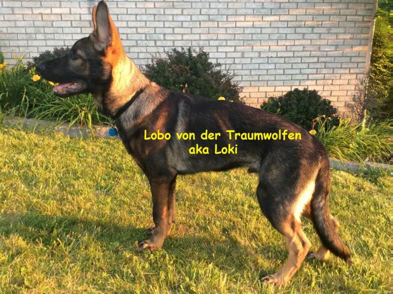 Lobo Von Der Traumwolfen