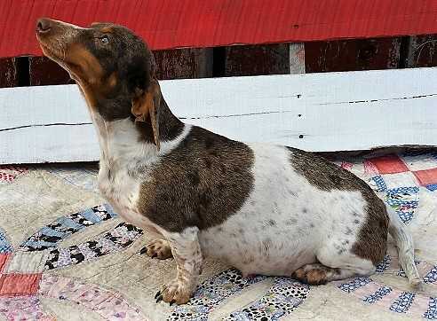 HR Whiskeys Splashed Fern MSDP