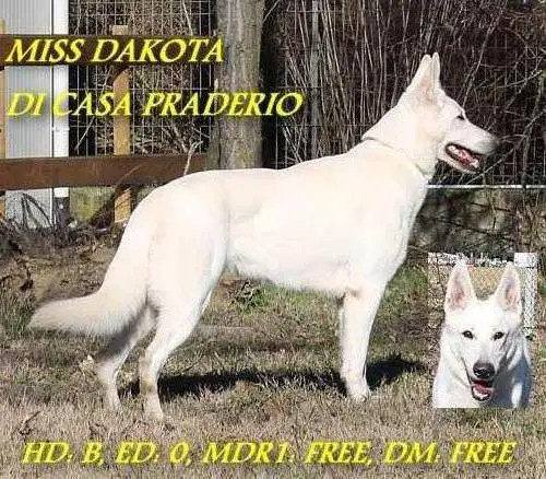 Miss Dakota di Casa Praderio