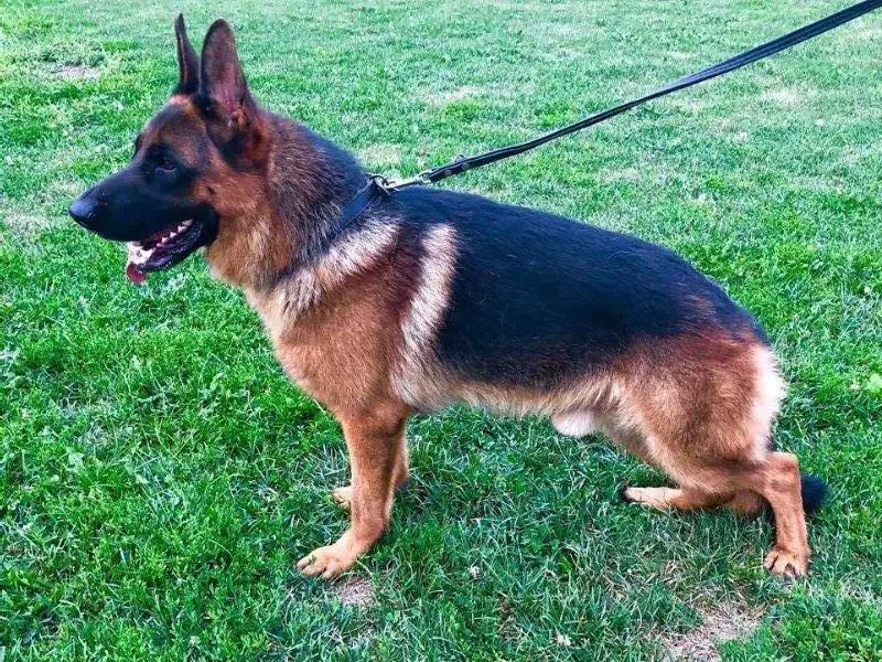 Billy Team Wolf Berg