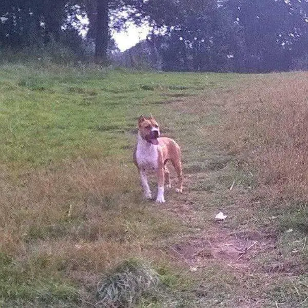 G'AST BROWN PRIDE (GERARDO) MEX. FCI.