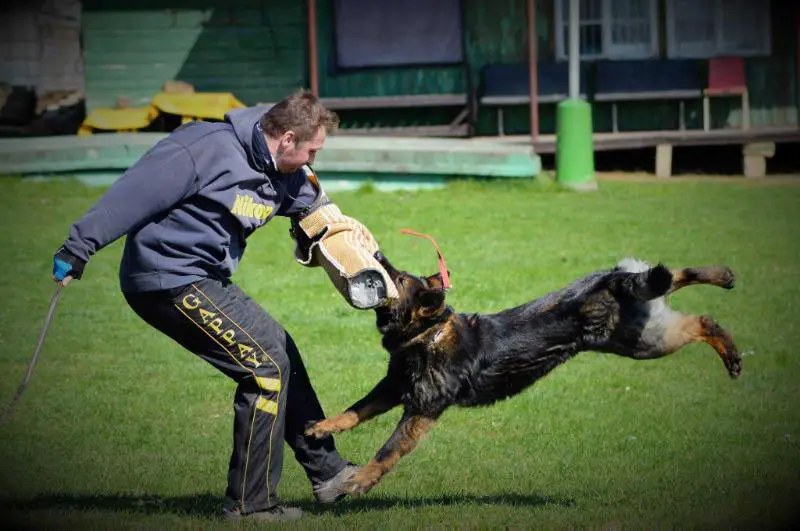 V5 Winx Manepo Ideal