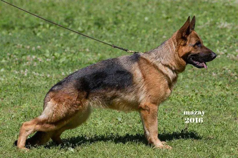 Azia Land Zhar-Ptitza