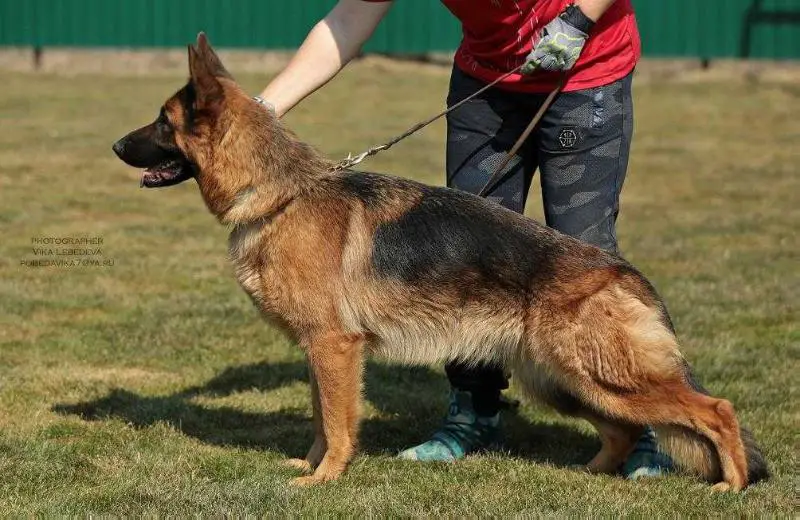 JChRus Balaris Kerch