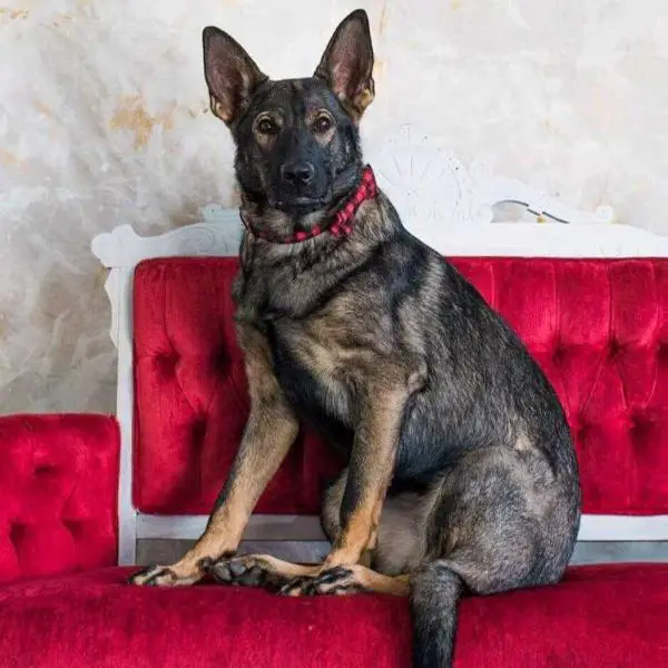 CGC Koncept's Beatrix Kiddo