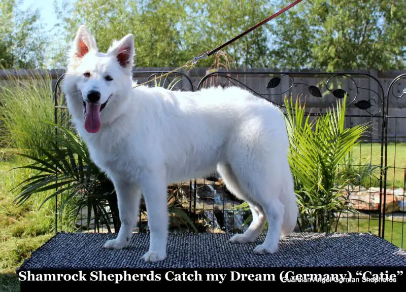 Shamrock Shepherds Catch My Dream