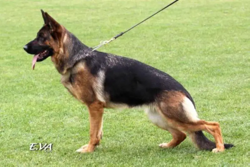 SG3 Frida Zeljas Rocky