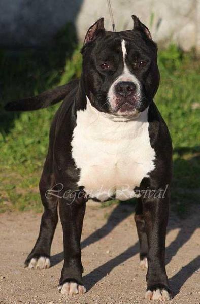 CH Rus, Federation OANKOO Legend Revival Bolivar