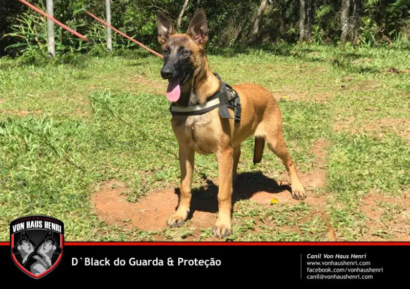 D`Black do Guarda e Proteção