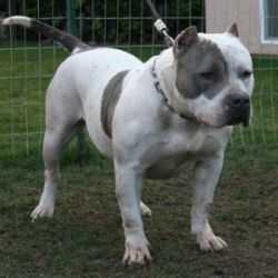 Bigslick Bullies Elektra