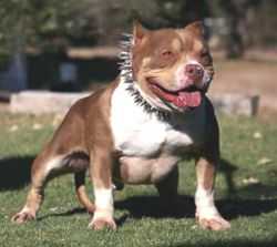 WCG Ace-Line's Big Buck