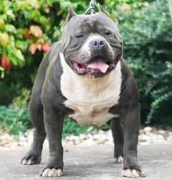 Pittstop's Tank Extreme Ali