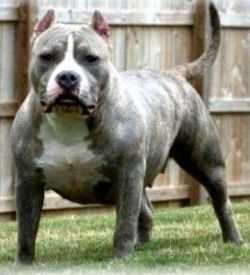 Bluesteel Beth The Cook