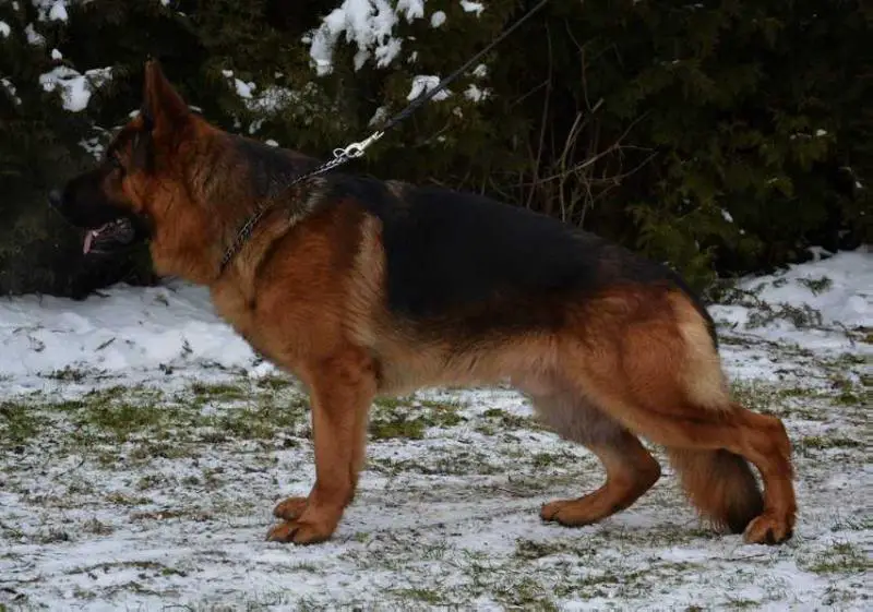 CAC,CACIB Agassi Leptac