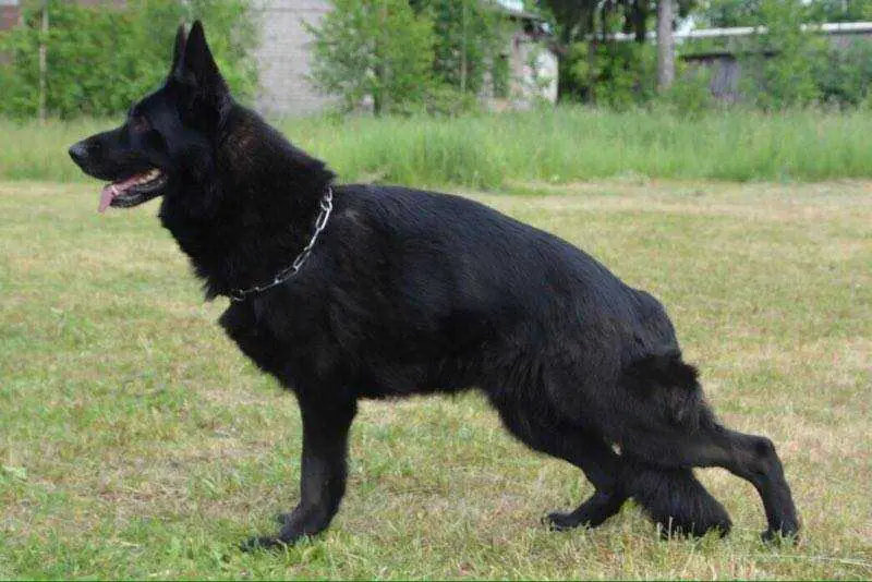 Exlibris Falco Rus Juventa