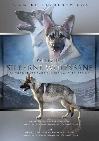 Bellevue's Silberne Wolfsbane