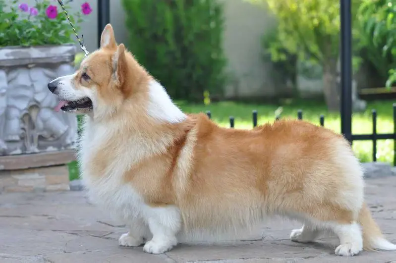 Orden Keltov Golden Gambit