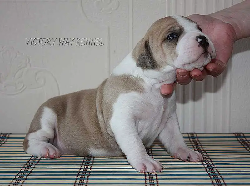 Victory Way Polly Wants a Cracker