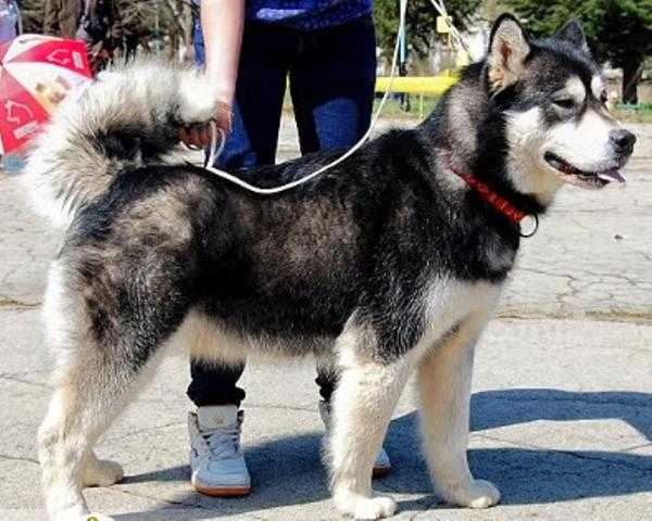 Crystal Black Mountаin