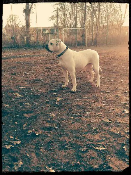 Kohlenpott Bully`s Avery