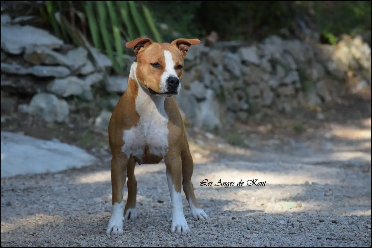 VCh, VBIS, RVBIS Mysterious Scarlet des Anges de Kent