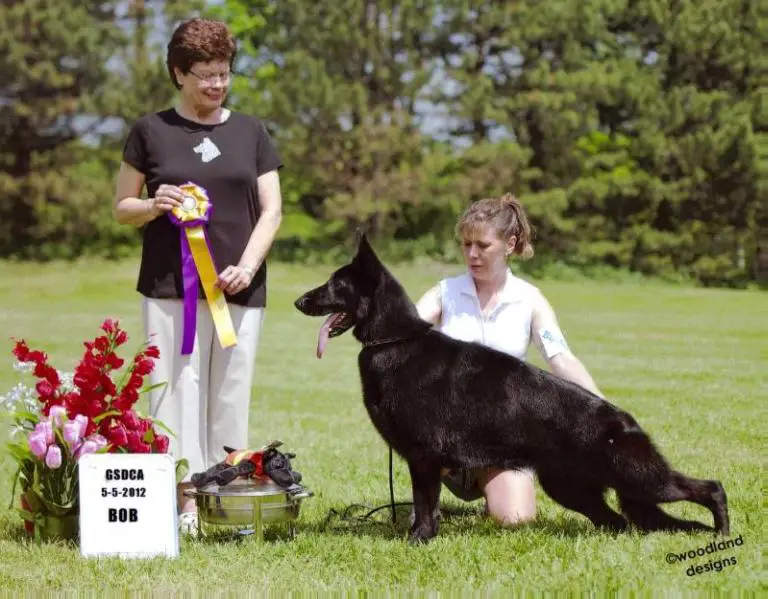 AOE SEL EX GCH Stonewall's Maja's Black Diamond