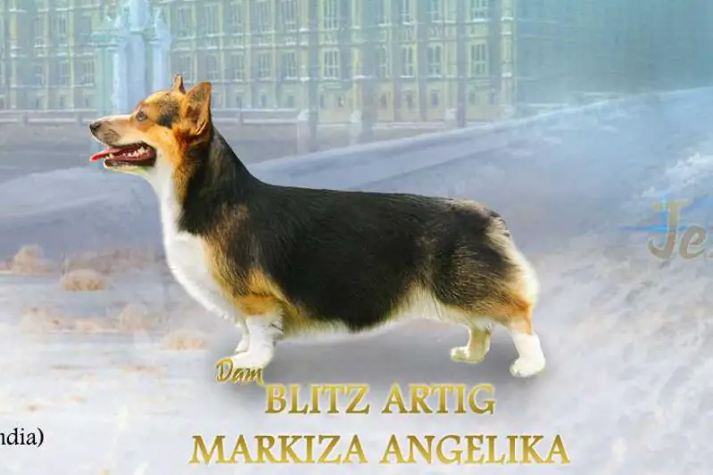 Blitz Artig Markiza Angelika