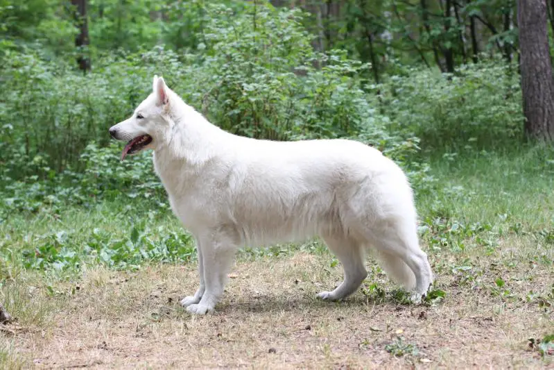 JCH RUS, NKP, CH RUS, CH RKF, CH NKP Aknur gul zlaten slaven