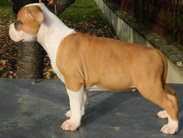 Perfect boy of nimiloxus