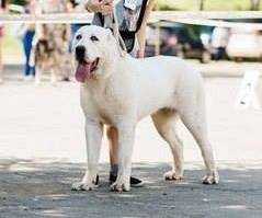 Russian Champion CAC, Best Female BEST OF BREED Timertash Important Person