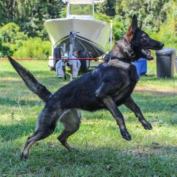 Brava vom Allrothaus