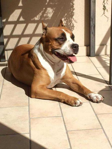 American vid RHAPSODY