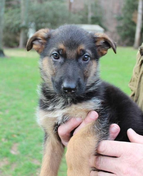 Rocco von den blauen Bergen