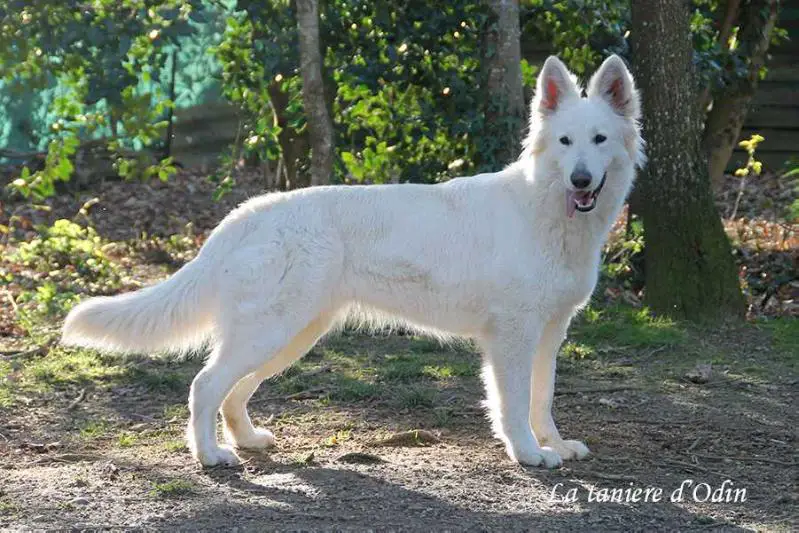 Leska de La Tanière d'Odin