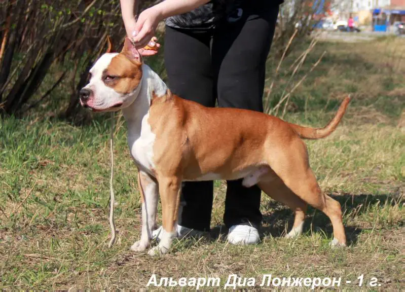 Alvart Dia Lonzheron