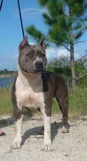 Vênus Blood of Warriors