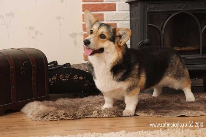 EXSPO MARGARET S DEVITSA KRASAVITSA