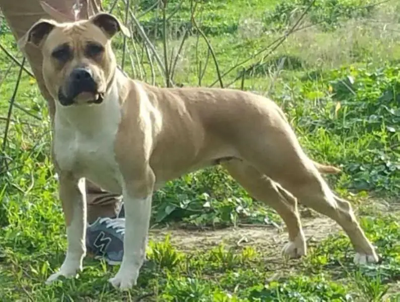Baby Kira Pure Passion Ruffian