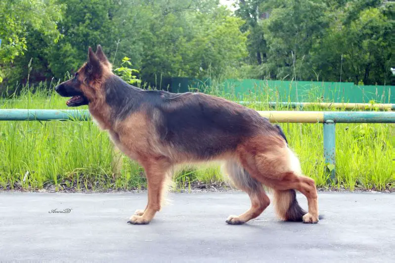 De Orse Mak Flai Telma