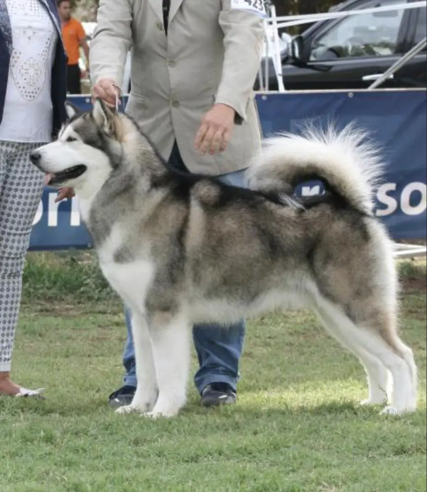 MULT.CH- REP.SEL STARRING-MAAT DROGON