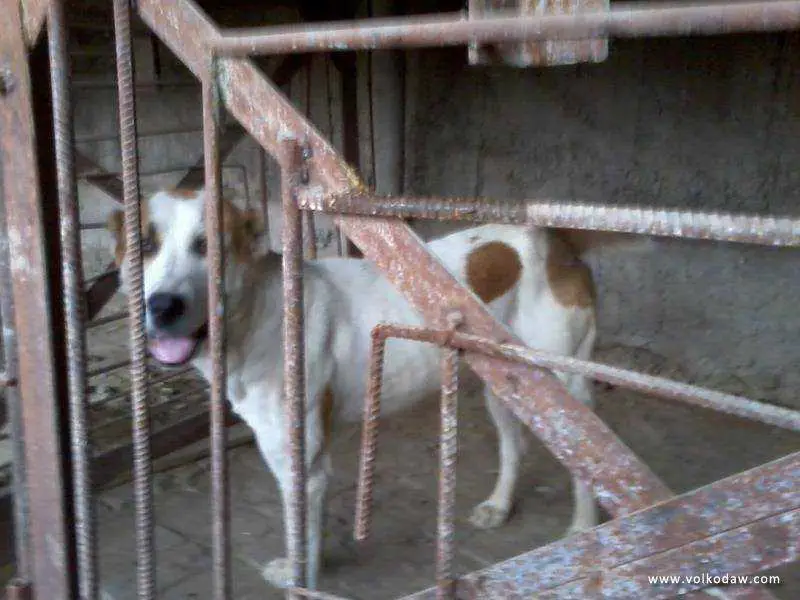 Bosar turkmen volkodav uchm-md 019119r