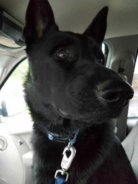 Jax Jynx Von Woof Woof