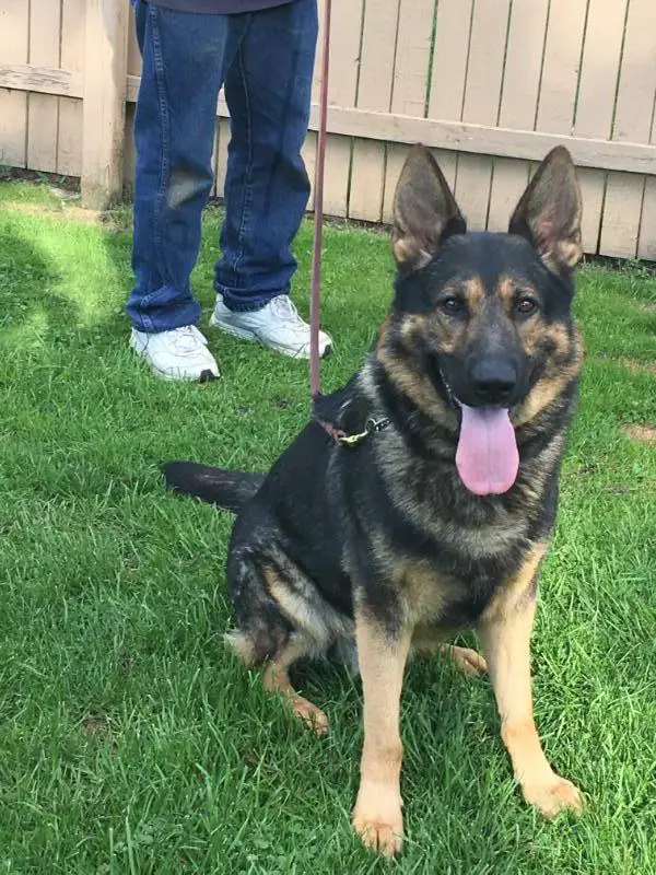 Czar Chance Yahoo Vom Loganberg